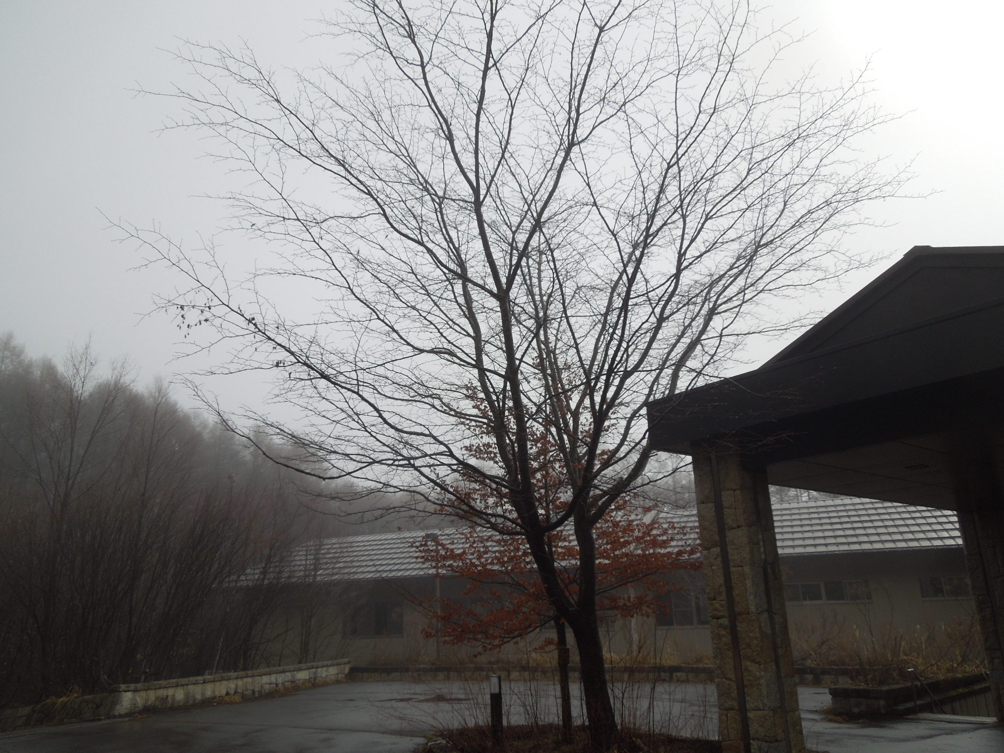 全体、 2016/4/8 (金) 8:38、 天気：霧、 気温：5.5℃ 