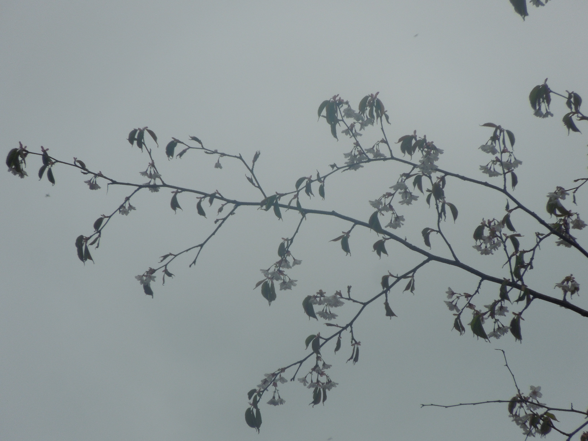 花芽、2016/05/10（火）9:20、天気：曇り、気温：16.9℃